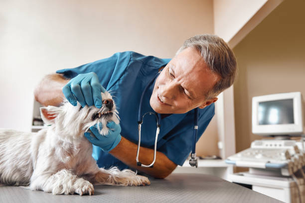 Best 24-Hour Emergency Dental Care in Arcola, IL